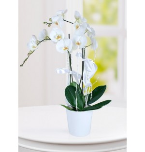 (mcm-202) İki'li Phalenopsis Orkide